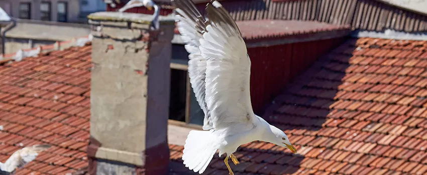 Residential Chimney Animal Removal Solution in Waverly, MI