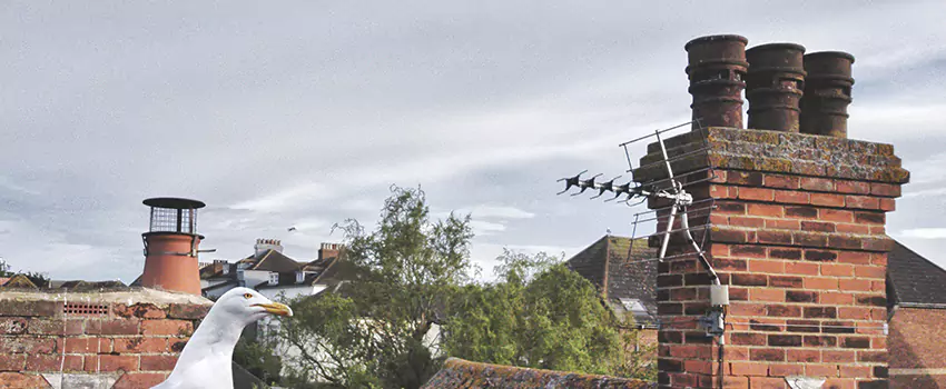 Chimney Cleaning And Restoration in Waverly, Michigan